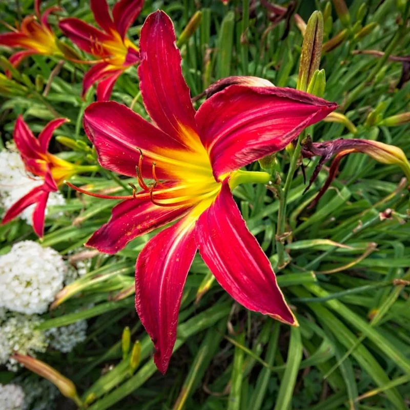 Red Daylily Bulbs - 3-Count Reblooming Perennial Flowers for Outdoor Gardens - Image 5