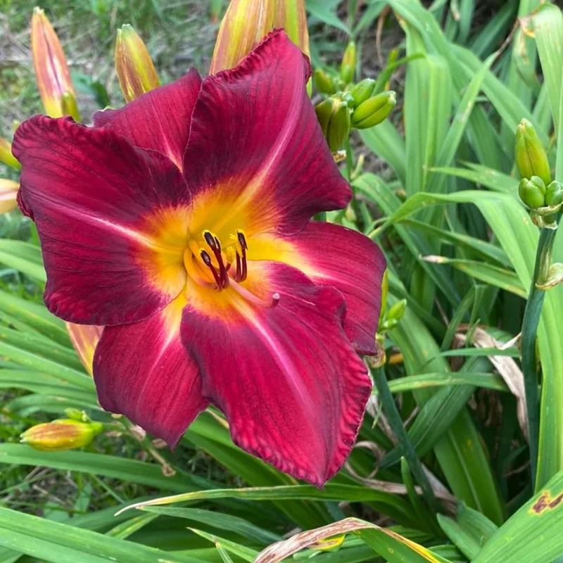 Red Daylily Bulbs - 3-Count Reblooming Perennial Flowers for Outdoor Gardens - Image 6