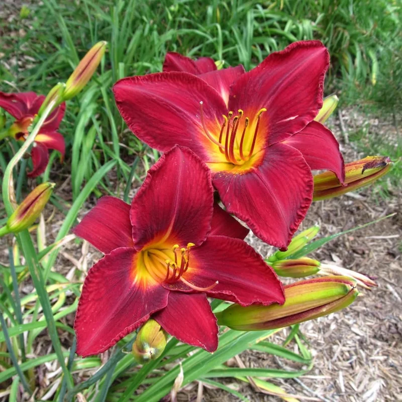 Red Daylily Bulbs - 3-Count Reblooming Perennial Flowers for Outdoor Gardens - Image 7
