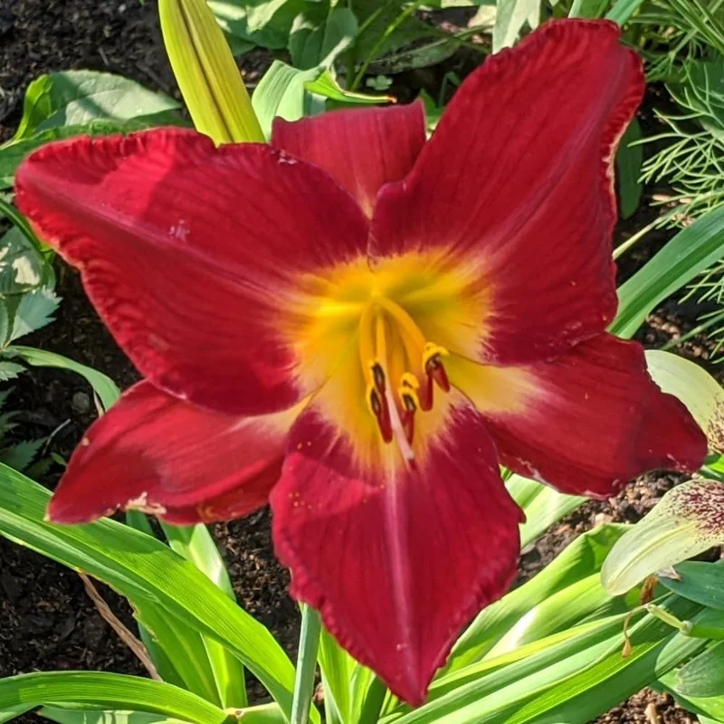 Red Daylily Bulbs - 3-Count Reblooming Perennial Flowers for Outdoor Gardens - Image 8
