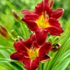Red Daylily Bulbs - 3-Count Reblooming Perennial Flowers for Outdoor Gardens - Image 1