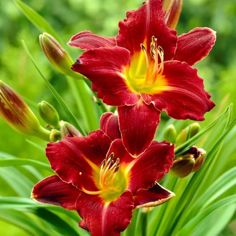 Red Daylily Bulbs - 3-Count Reblooming Perennial Flowers for Outdoor Gardens - Image 1