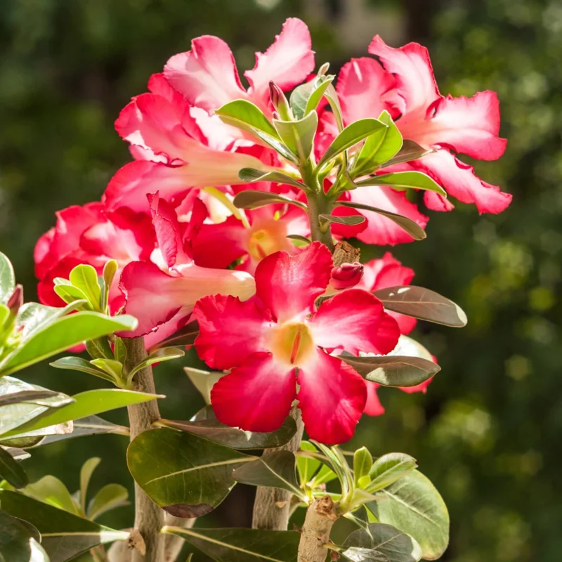 Red Desert Rose Plant – Live Adenium Obesum – 4 Inches Tall – No Pot – Outdoor - Image 2
