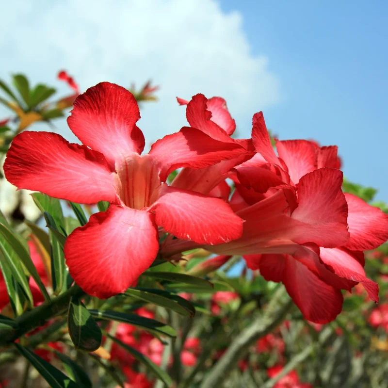 Red Desert Rose Plant – Live Adenium Obesum – 4 Inches Tall – No Pot – Outdoor - Image 3
