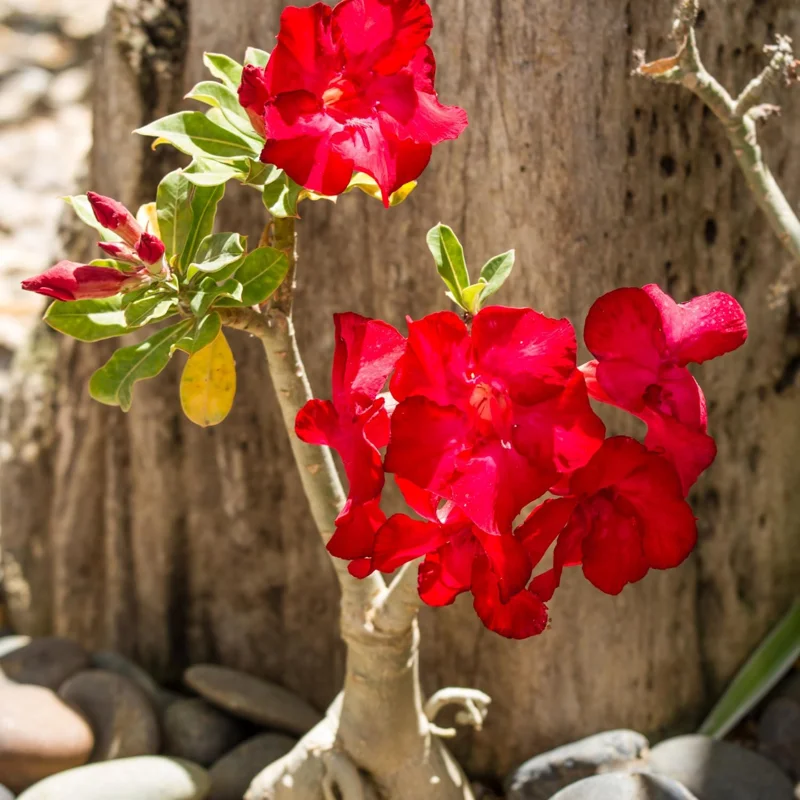 Red Desert Rose Plant – Live Adenium Obesum – 4 Inches Tall – No Pot – Outdoor - Image 4