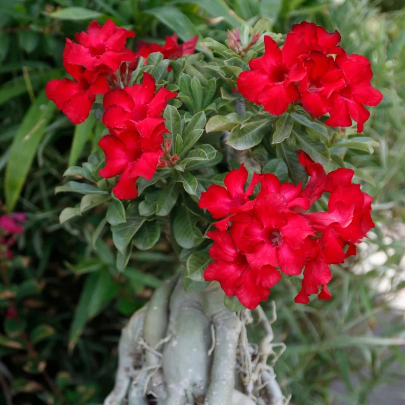 Red Desert Rose Plant – Live Adenium Obesum – 4 Inches Tall – No Pot – Outdoor - Image 5
