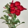 Red Desert Rose Plant – Live Adenium Obesum – 4 Inches Tall – No Pot – Outdoor - Image 1
