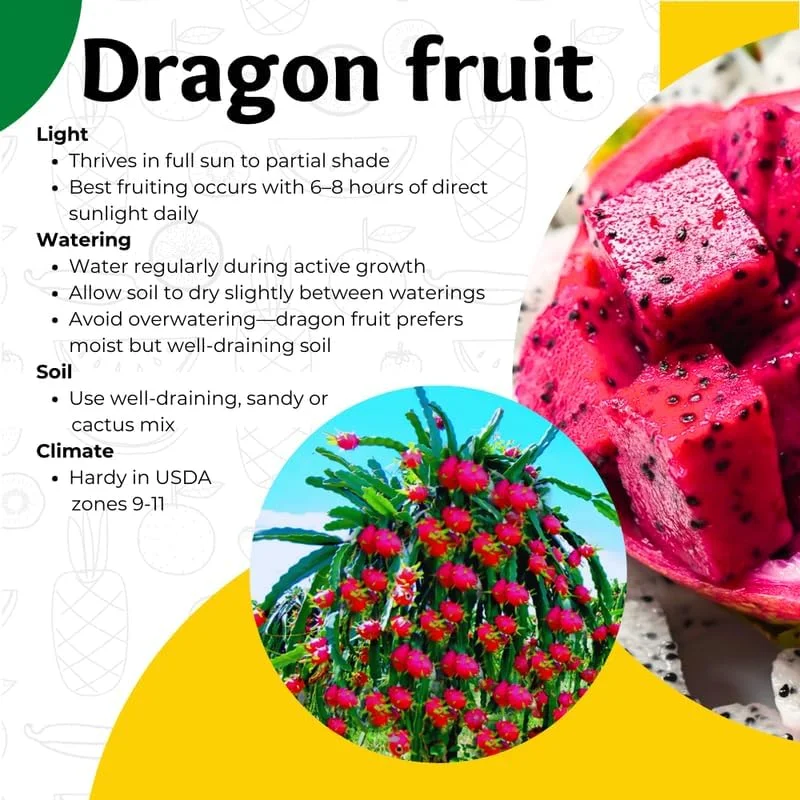 Red Dragon Fruit Tree Live Plant, 12" Tall, Quart Pot, Fast Growing Tropical Cactus - Image 4