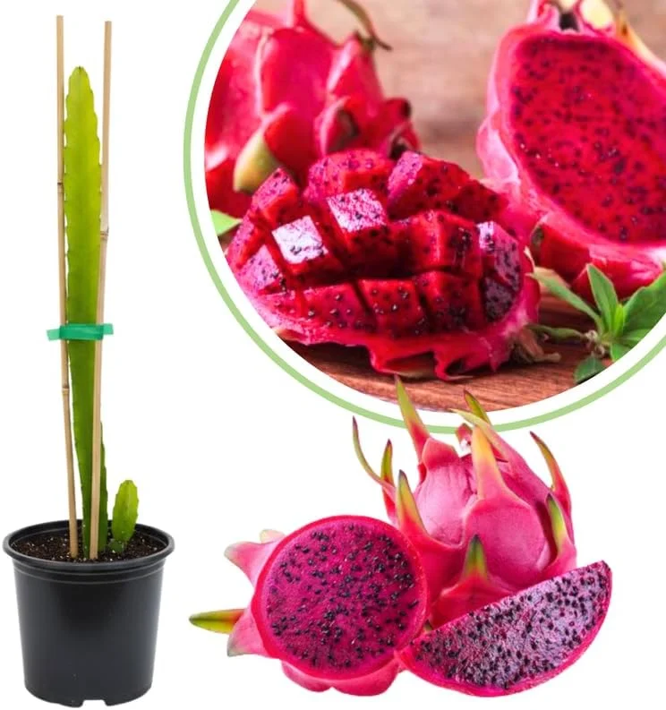 Red Dragon Fruit Tree Live Plant, 12" Tall, Quart Pot, Fast Growing Tropical Cactus - Image 1