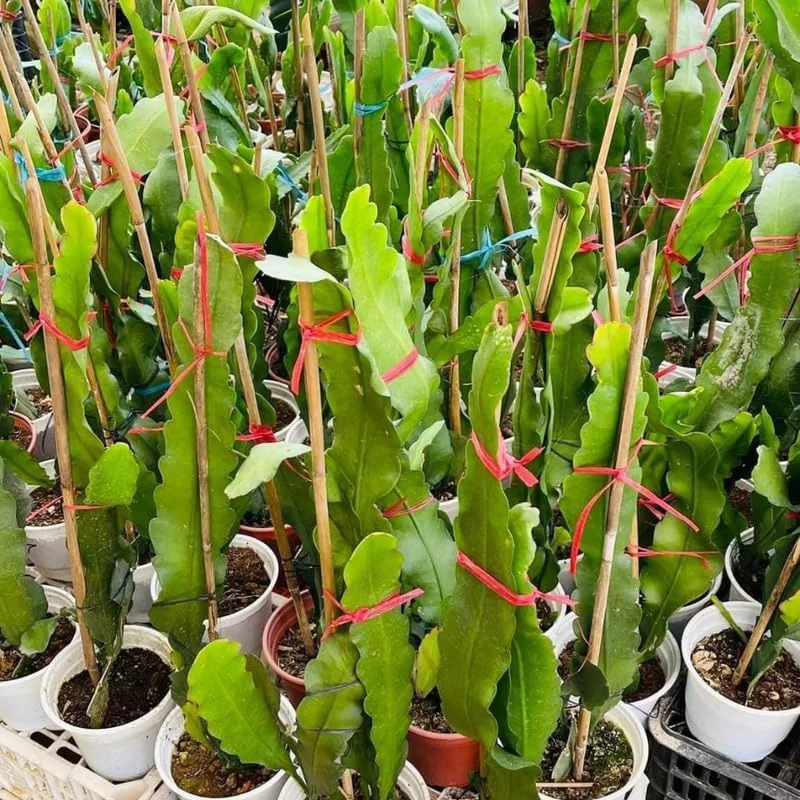 Red Dragon Fruit Tree Live Plant, 12" Tall, Quart Pot, Fast Growing Tropical Cactus - Image 5