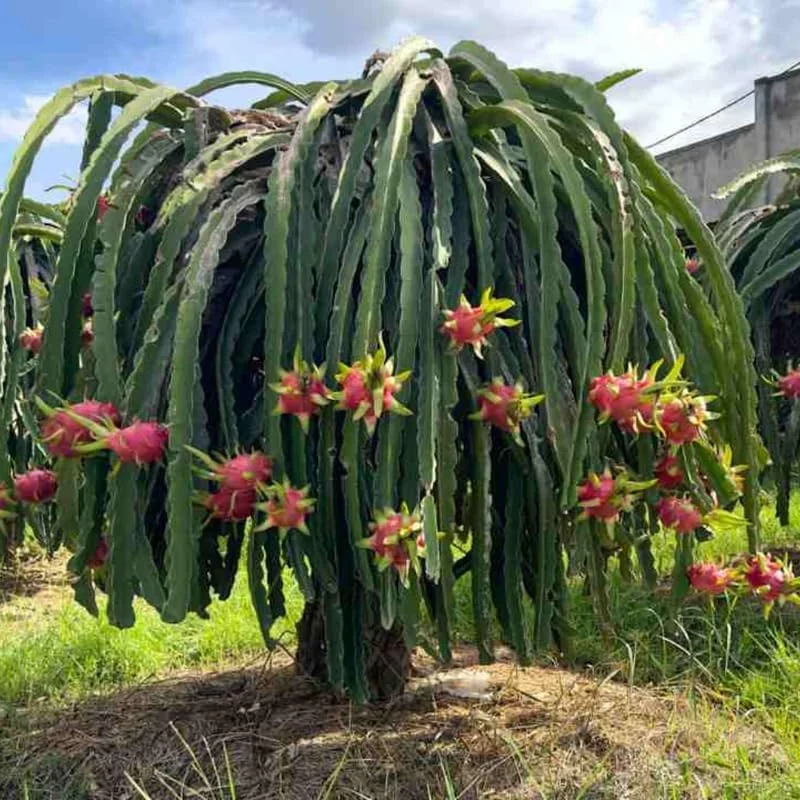 Red Dragon Fruit Tree Live Plant, 12" Tall, Quart Pot, Fast Growing Tropical Cactus - Image 6