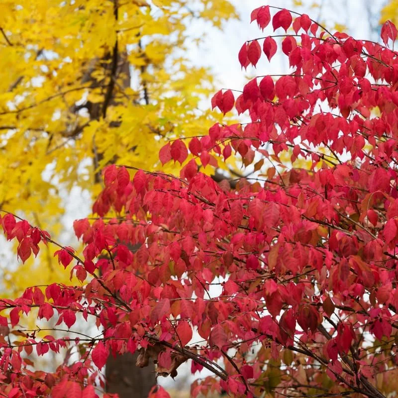 Red Dwarf Burning Bush Live Plant - Quart Pot - Outdoor Shrub - Zones 4-8 - Image 2