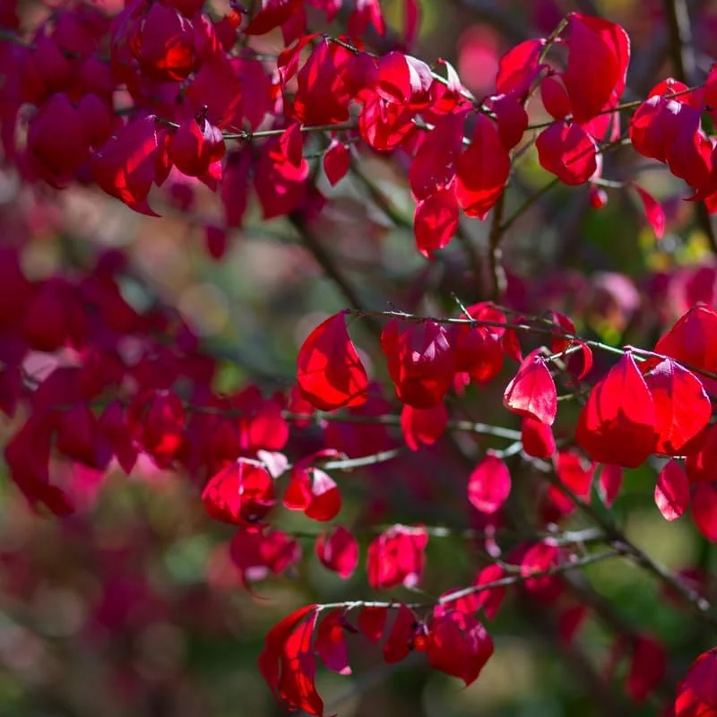 Red Dwarf Burning Bush Live Plant - Quart Pot - Outdoor Shrub - Zones 4-8 - Image 3