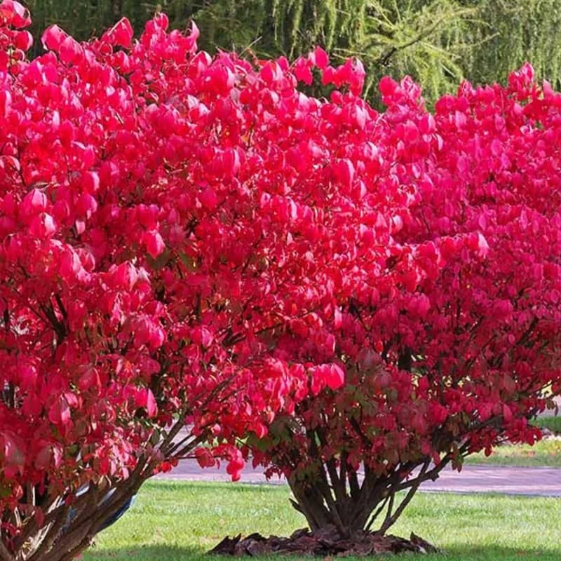 Red Dwarf Burning Bush Live Plant - Quart Pot - Outdoor Shrub - Zones 4-8 - Image 1