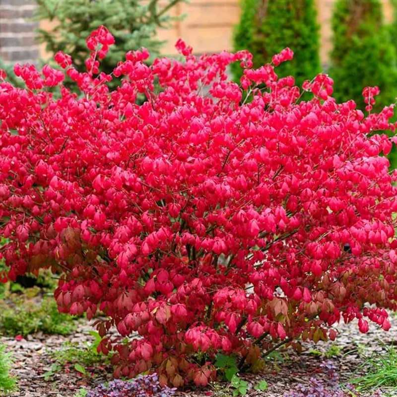 Red Dwarf Burning Bush Live Plant - Quart Pot - Outdoor Shrub - Zones 4-8 - Image 4
