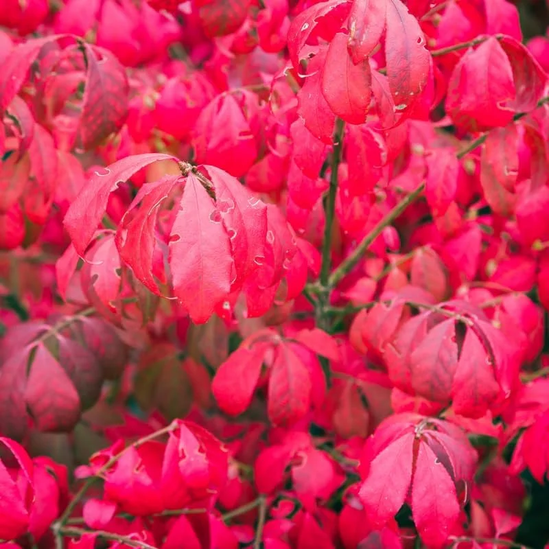 Red Dwarf Burning Bush Live Plant - Quart Pot - Outdoor Shrub - Zones 4-8 - Image 7