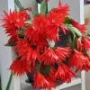 Red Easter Cactus Live Plant – 4 to 6 Inch Tall Houseplant – Indoor Flowering Plant - Image 1