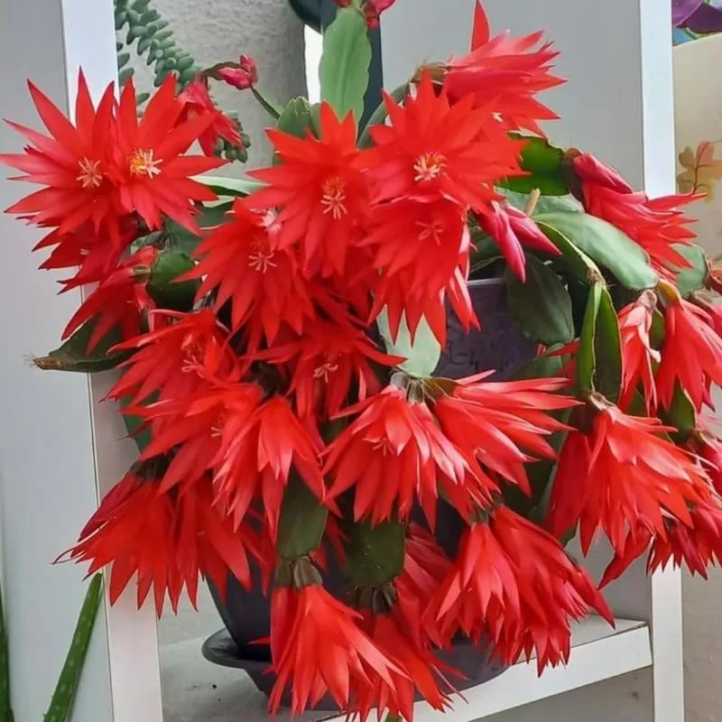 Red Easter Cactus Live Plant – 4 to 6 Inch Tall Houseplant – Indoor Flowering Plant - Image 1