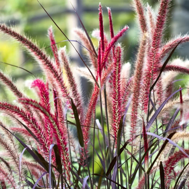 Red Fountain Grass Live Plants - 2 Pack, Deep Burgundy, 4-7" Tall - Image 2