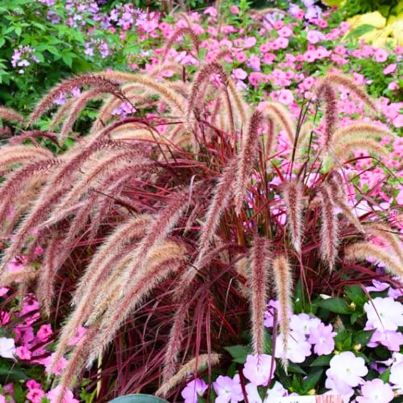 Red Fountain Grass Live Plants - 2 Pack, Deep Burgundy, 4-7" Tall - Image 3