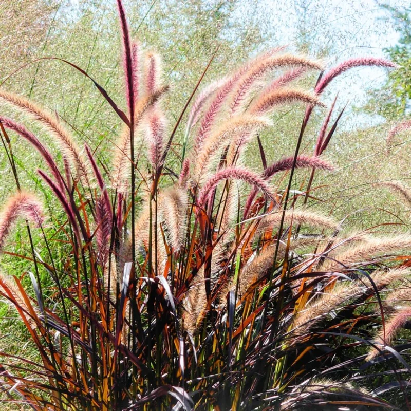 Red Fountain Grass Live Plants - 2 Pack, Deep Burgundy, 4-7" Tall - Image 4
