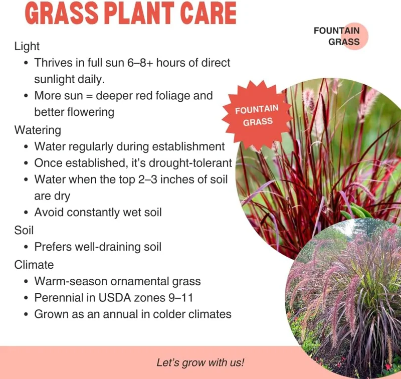 Red Fountain Grass Live Plants - 2 Pack, Deep Burgundy, 4-7" Tall - Image 5