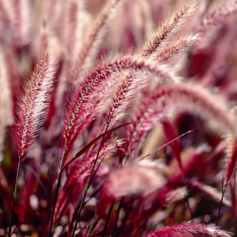 Red Fountain Grass Live Plants - 2 Pack, Deep Burgundy, 4-7" Tall - Image 6