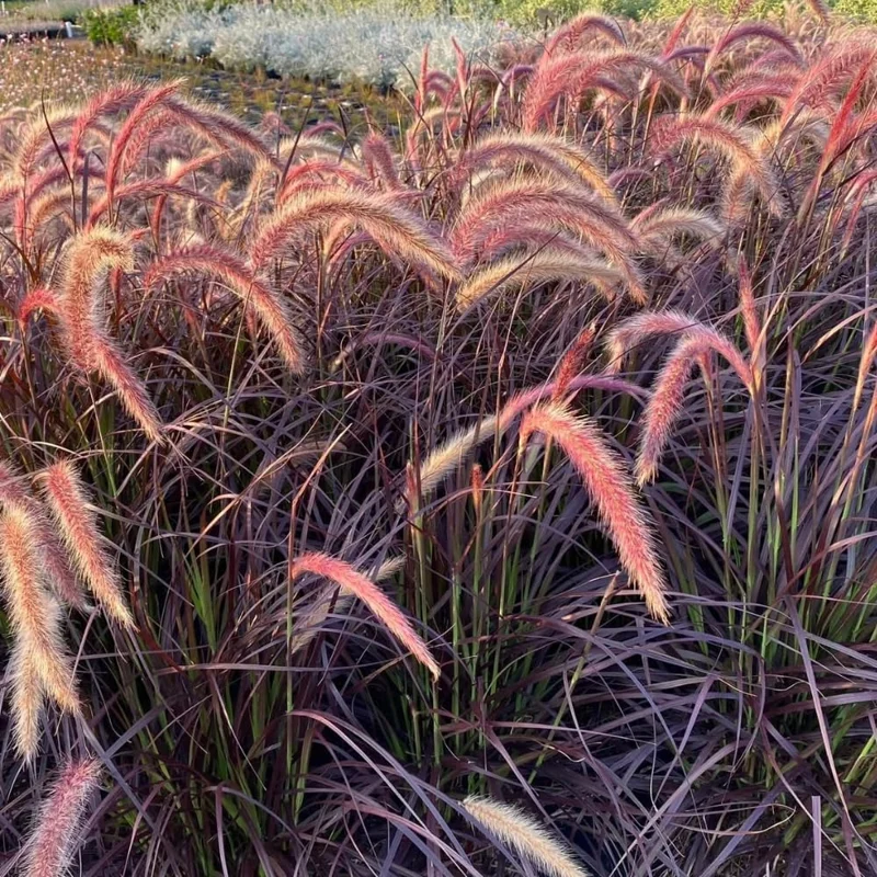 Red Fountain Grass Live Plants - 2 Pack, Deep Burgundy, 4-7" Tall - Image 7