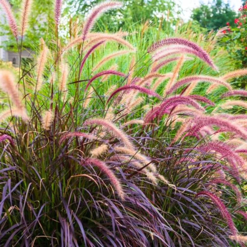 Red Fountain Grass Live Plants - 2 Pack, Deep Burgundy, 4-7" Tall - Image 8
