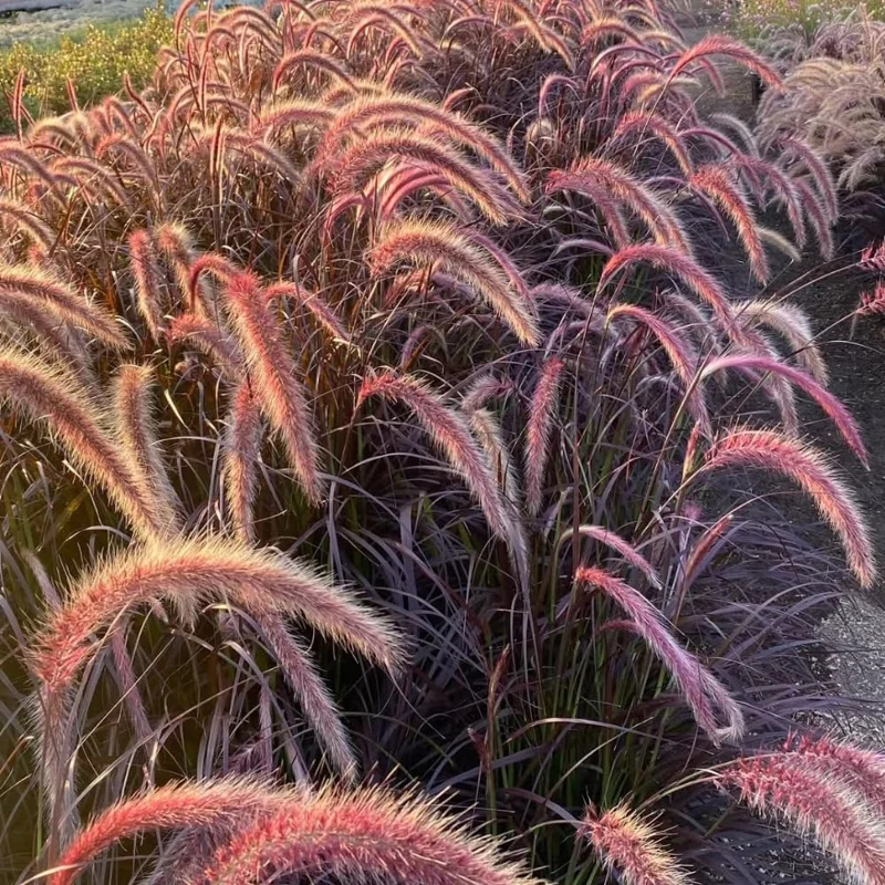 Red Fountain Grass Live Plants - 2 Pack, Deep Burgundy, 4-7" Tall - Image 9