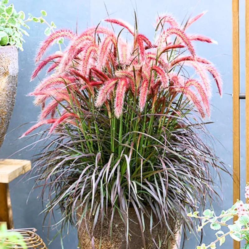 Red Fountain Grass Live Plants - 2 Pack, Deep Burgundy, 4-7" Tall - Image 1