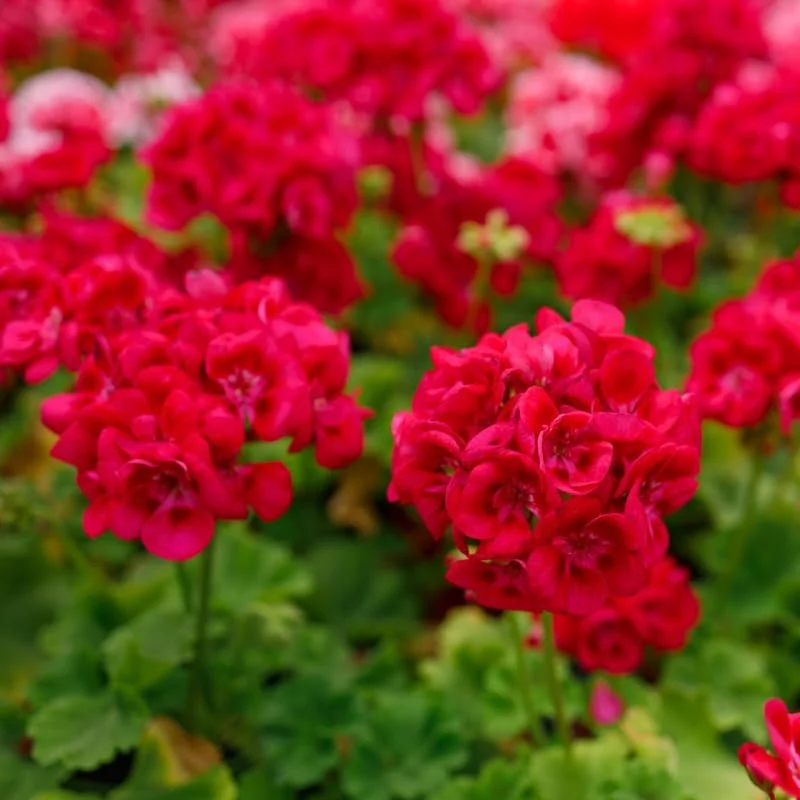 Red Geranium Live Plants - 2 Pack, 4-8 Inches, Vibrant Blooms, Perennial for Indoor & Outdoor - Image 1