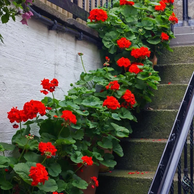Red Geranium Live Plants - 3 Pack, 4-6 Inches Tall, Full Sun, Zone 3-10 - Image 2