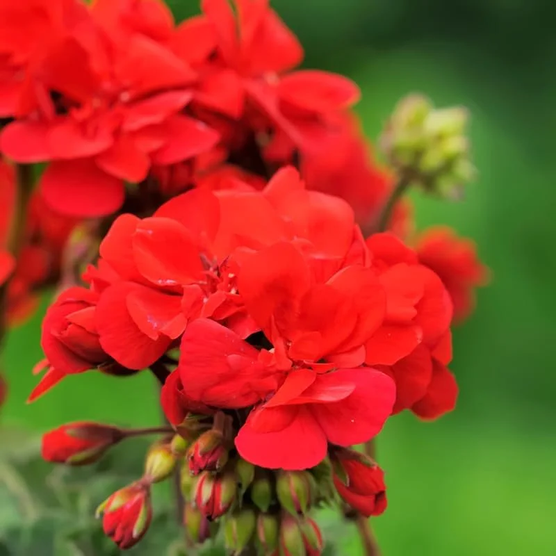 Red Geranium Live Plants - 3 Pack, 4-6 Inches Tall, Full Sun, Zone 3-10 - Image 3