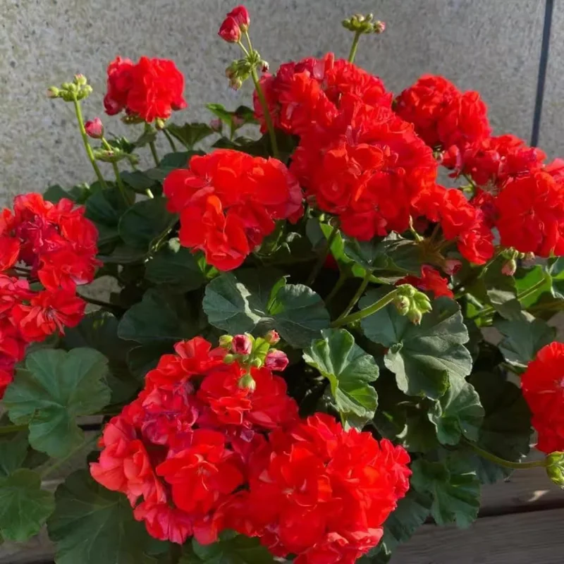 Red Geranium Live Plants - 3 Pack, 4-6 Inches Tall, Full Sun, Zone 3-10 - Image 4