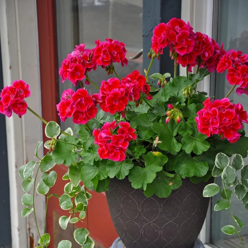 Red Geranium Live Plants - 3 Pack, 4-6 Inches Tall, Full Sun, Zone 3-10 - Image 6