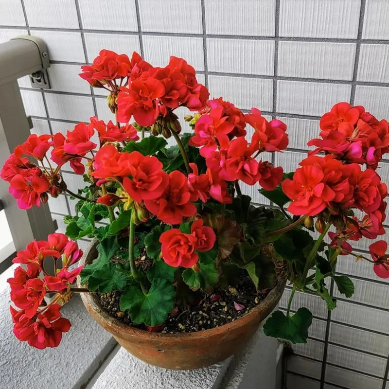 Red Geranium Live Plants - 3 Pack, 4-6 Inches Tall, Full Sun, Zone 3-10 - Image 1