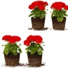 Red Geranium Live Plants – 4 Pack – 5 Inch Tall Starter Plants – Outdoor - Image 1