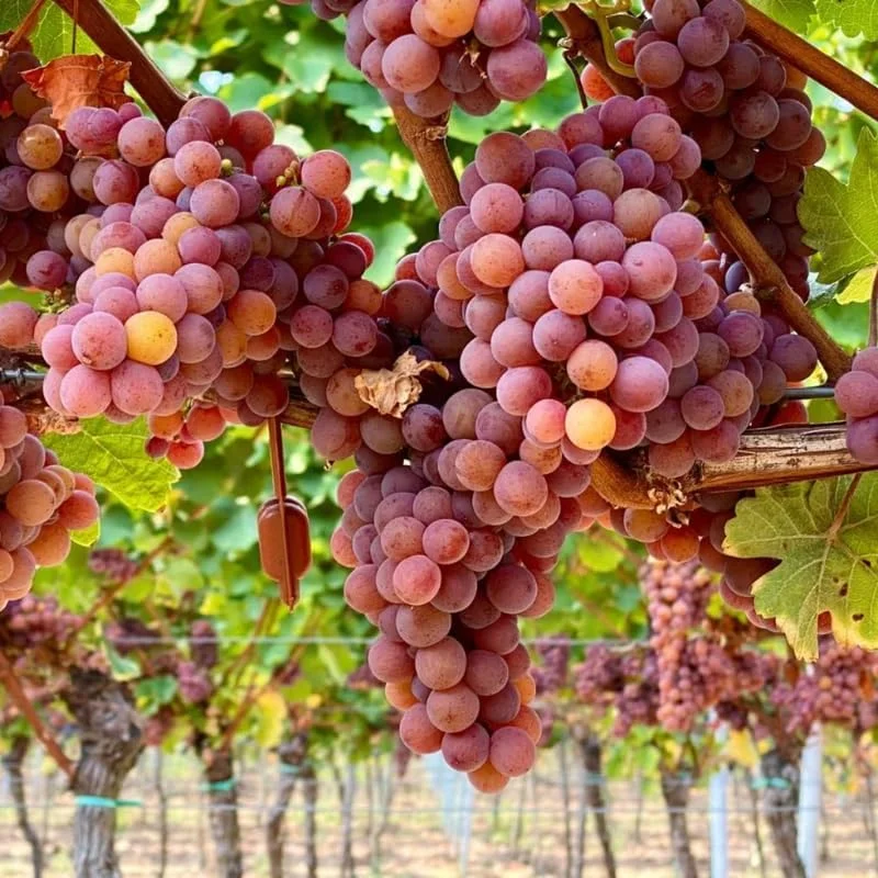 Red Grape Vine Live Plants - Starter Grapevine, 5-8 Inches Tall, 2 Pack - Image 1