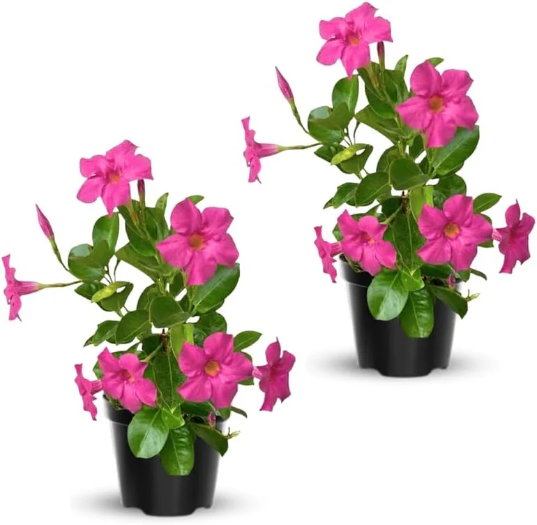 Red Mandevilla Live Plant – Tropical Flowering Vine – 2-Pack – Starter Size 4-7" Tall – Outdoor - Image 4