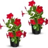 Red Mandevilla Live Plant – Tropical Flowering Vine – 2-Pack – Starter Size 4-7" Tall – Outdoor - Image 1