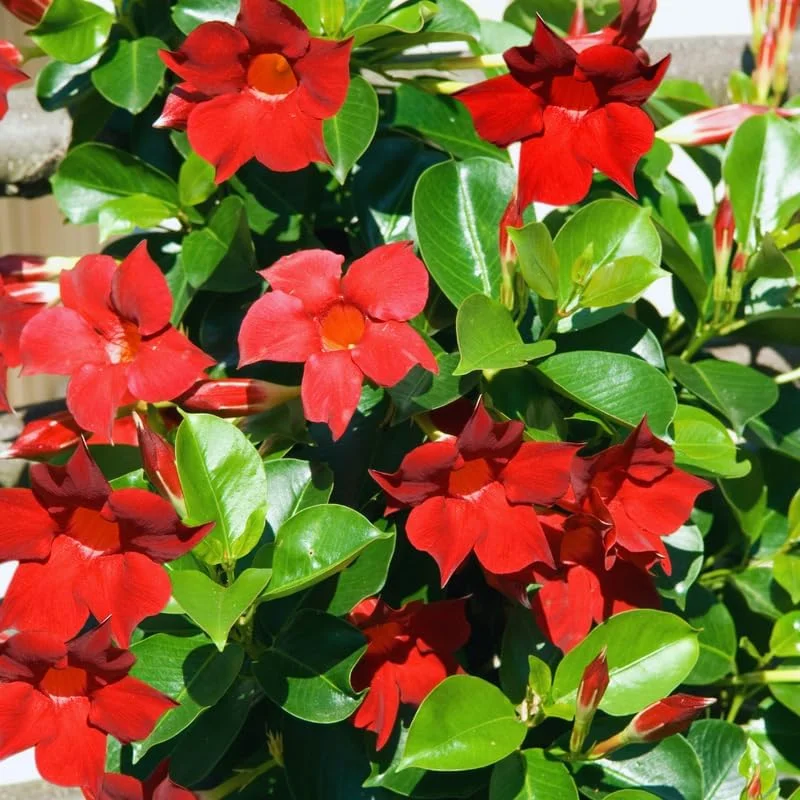 Red Mandevilla Live Plants - Set of 2, 4 to 6 Inches Tall, Outdoor - Image 2