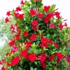 Red Mandevilla Live Plants - Set of 2, 4 to 6 Inches Tall, Outdoor - Image 1