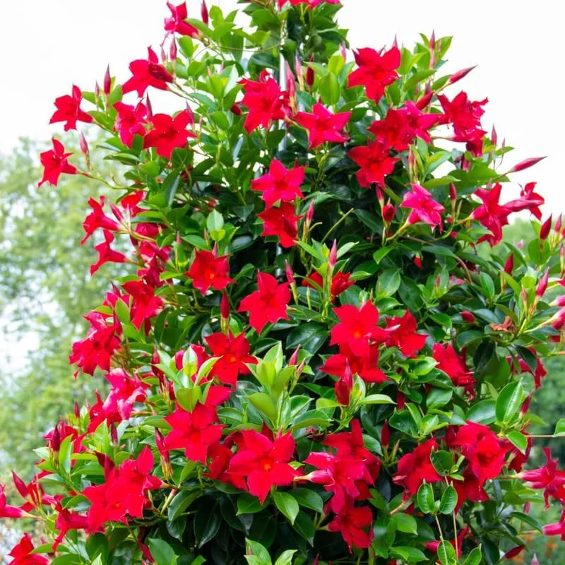 Red Mandevilla Live Plants - Set of 2, 4 to 6 Inches Tall, Outdoor - Image 1