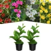 Red Mandevilla Vine Live Plants - Set of 2, 4-7 Inches Tall, Vibrant Red Blooms - Image 1