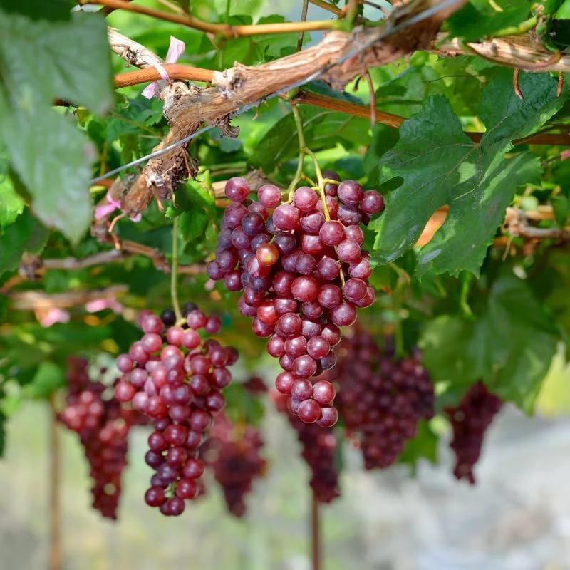 Red Muscadine Grape Vines Live Plant – 5-8 Inch Tall – Sweet Fruit - Image 2