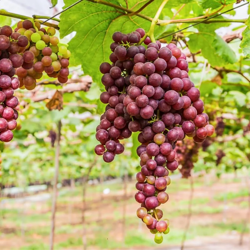 Red Muscadine Grape Vines Live Plant – 5-8 Inch Tall – Sweet Fruit - Image 3
