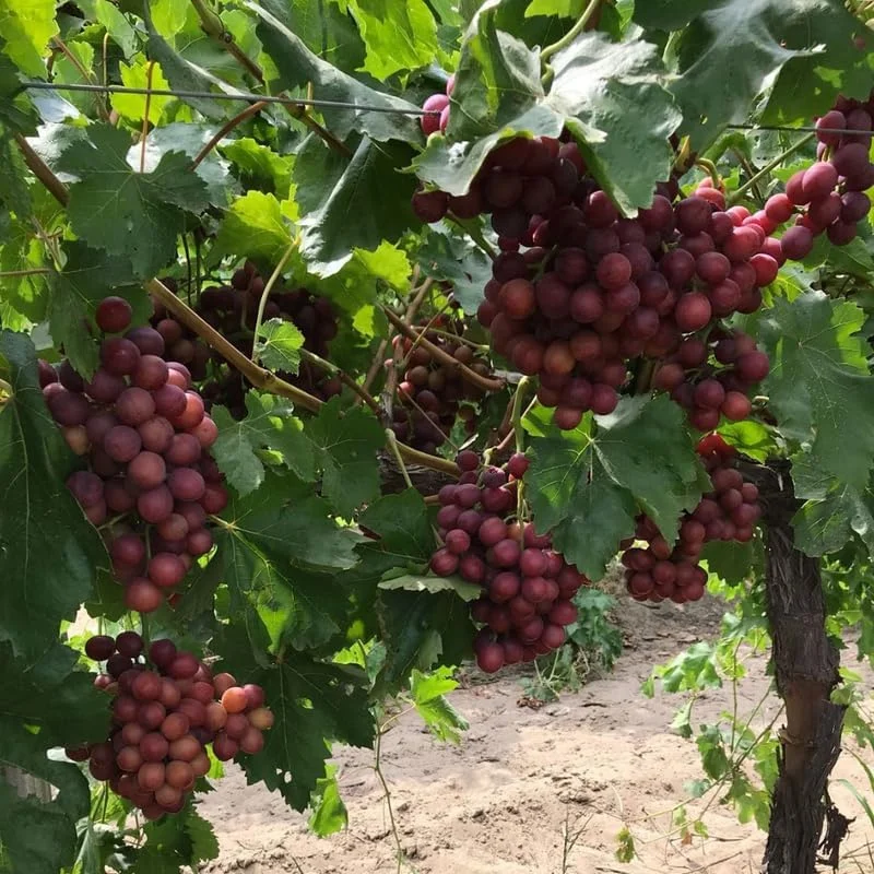 Red Muscadine Grape Vines Live Plant – 5-8 Inch Tall – Sweet Fruit - Image 4