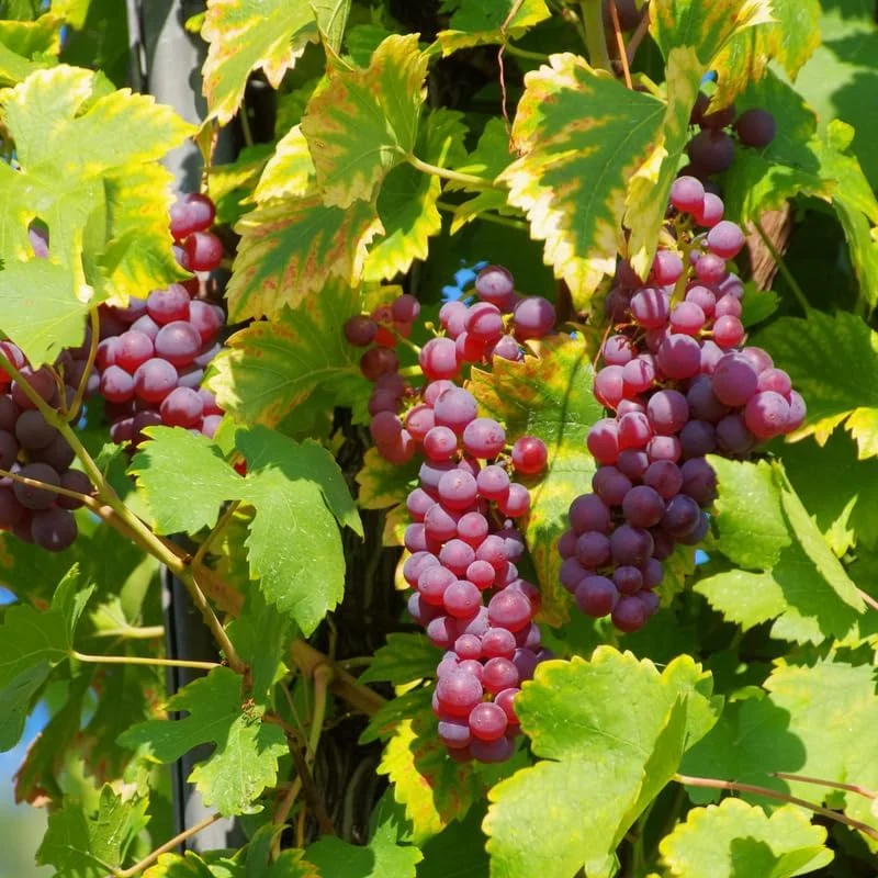 Red Muscadine Grape Vines Live Plant – 5-8 Inch Tall – Sweet Fruit - Image 5