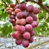 Red Muscadine Grape Vines Live Plant – 5-8 Inch Tall – Sweet Fruit - Image 1